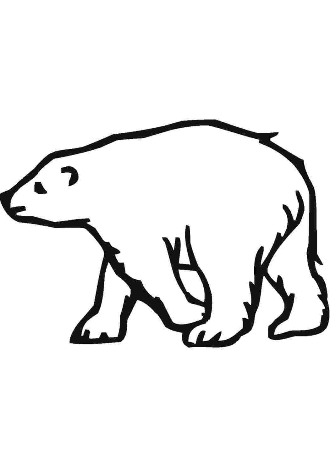 Раскраска Білий ведмідь