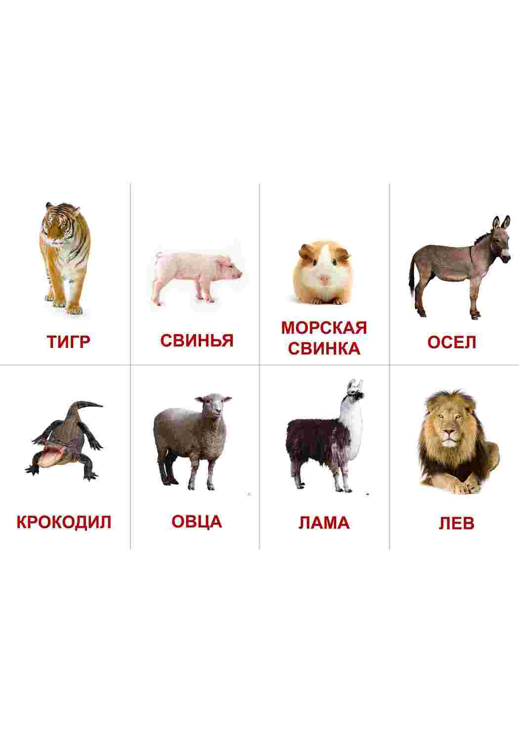 Раскраска Картки з тваринами та комахами