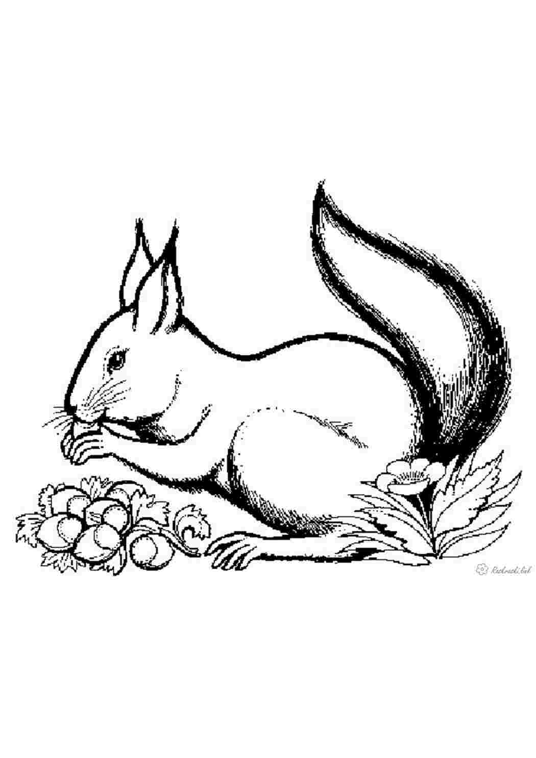 Раскраска Дитяча розмальовка лісові тварини білка