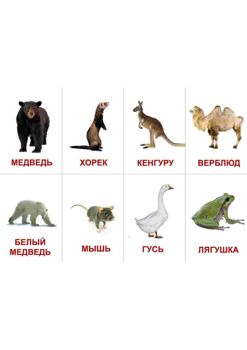 Раскраска Картки з тваринами та комахами