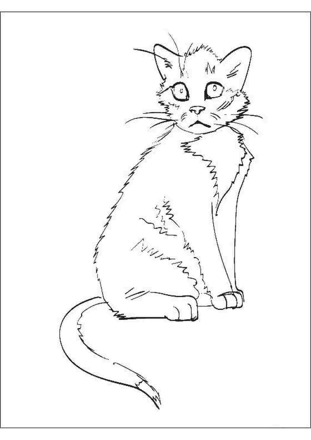 Раскраска Переляканий кошеня