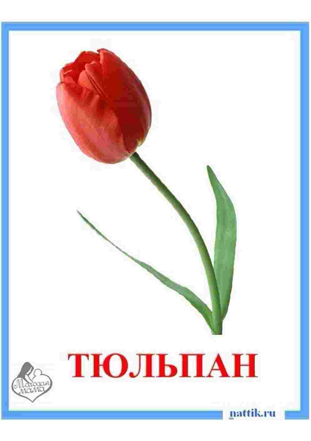 Раскраска картинка квіти троянди ромашки