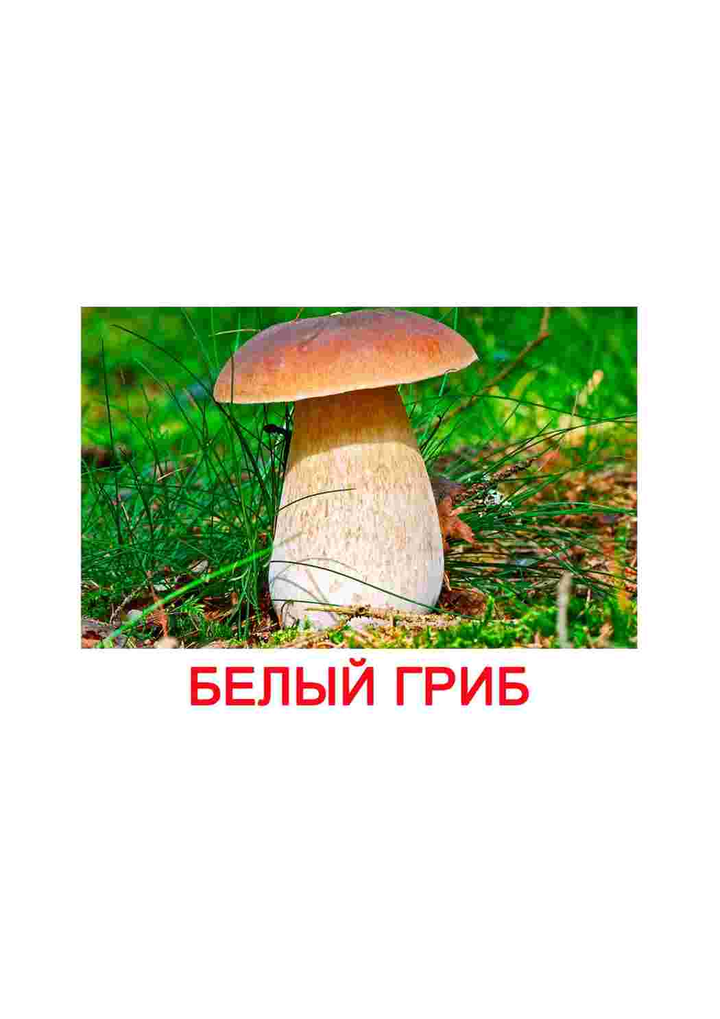 Раскраска картки гриби шампіньйони довідник різних грибів