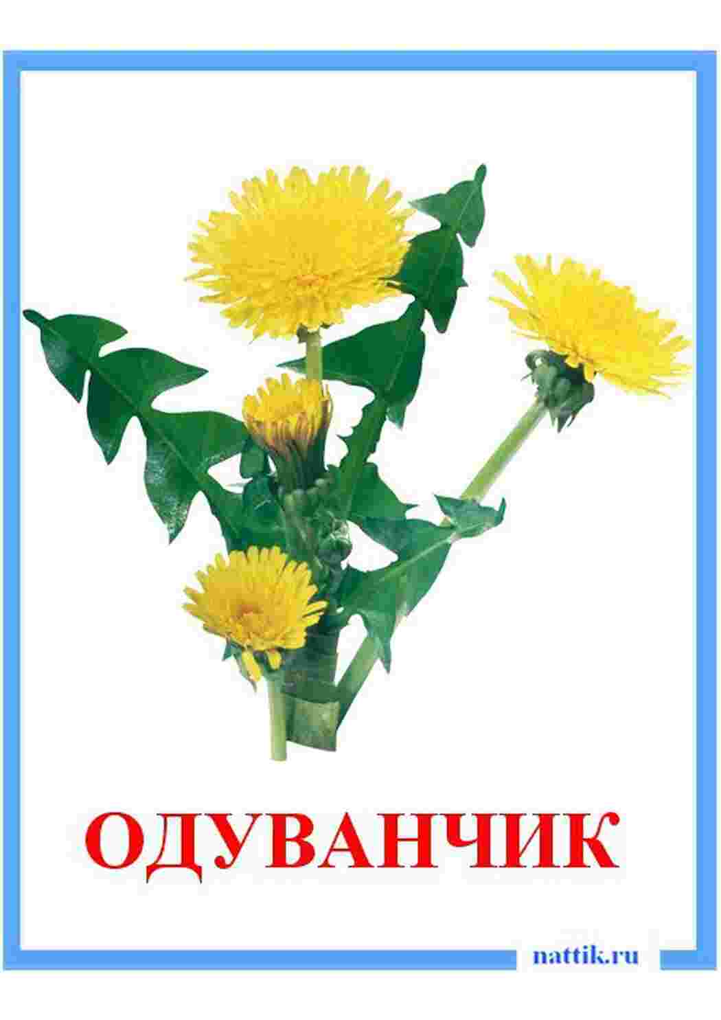 Раскраска зображення квіти троянди ромашки