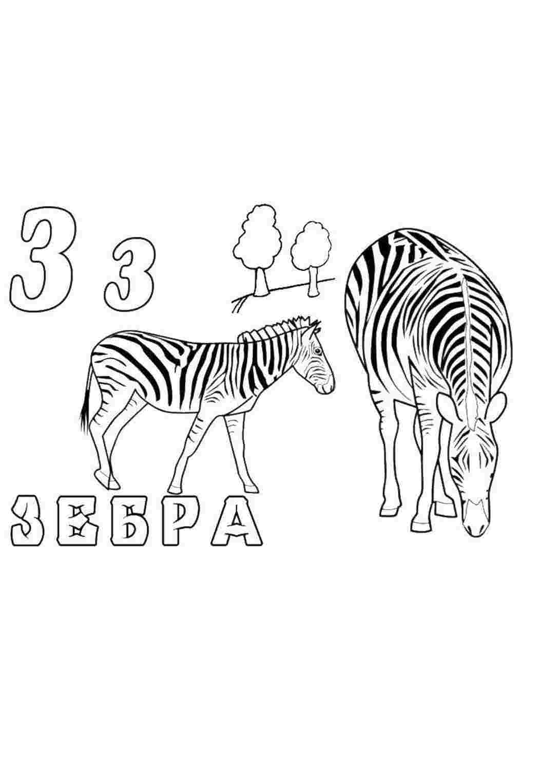 Раскраска зебра