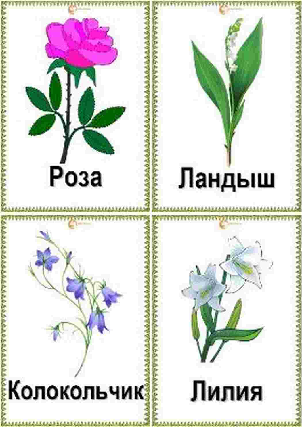 Раскраска зображення квіти троянди ромашки