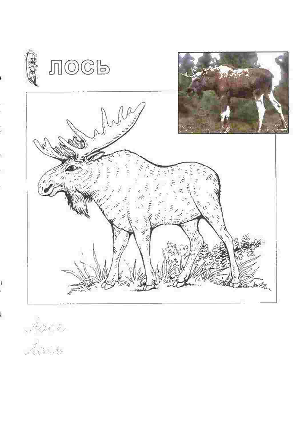 Раскраска Лось з рогами