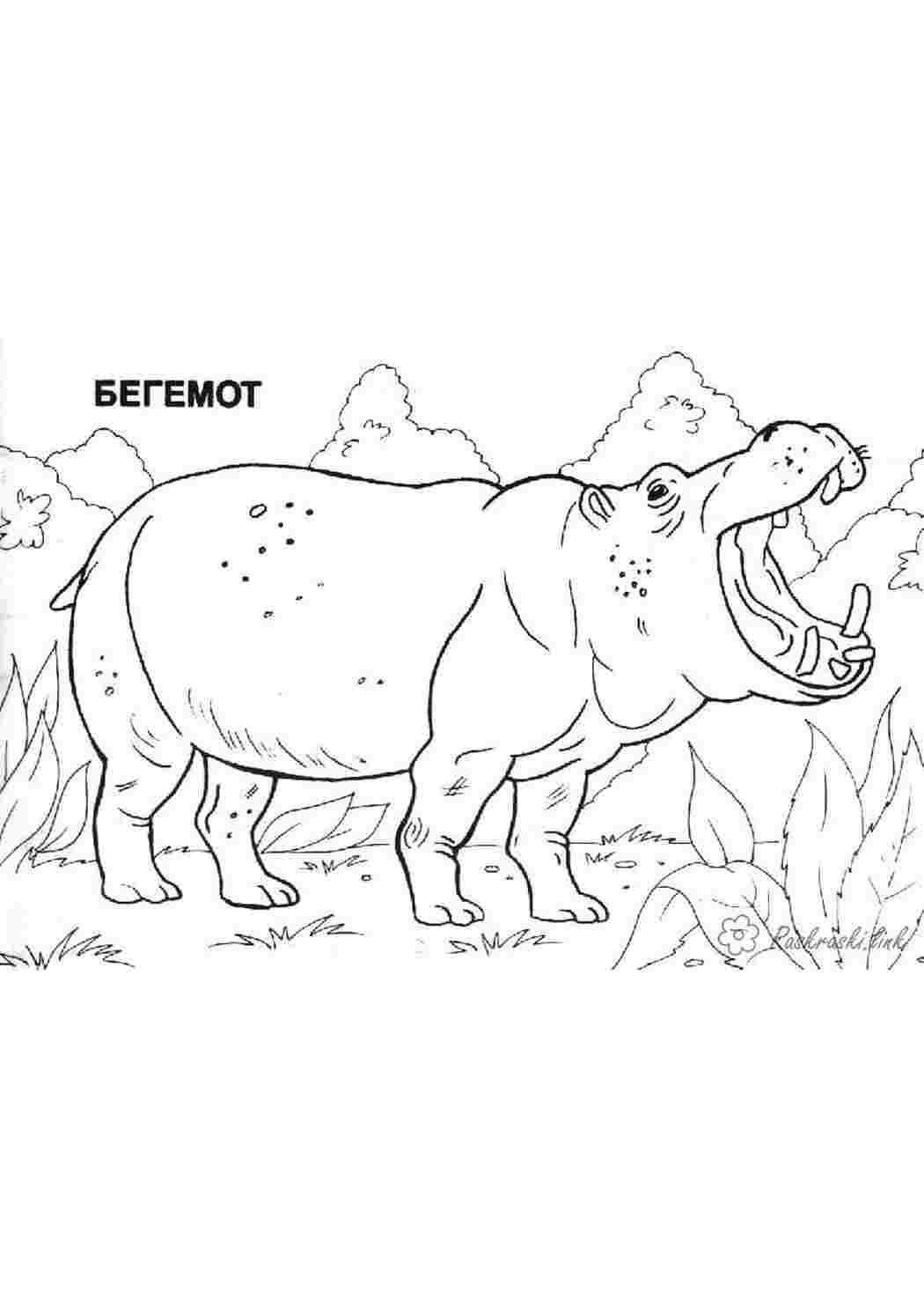 Раскраска Бегемоти це тварини з величезною пащею які живуть у болотах