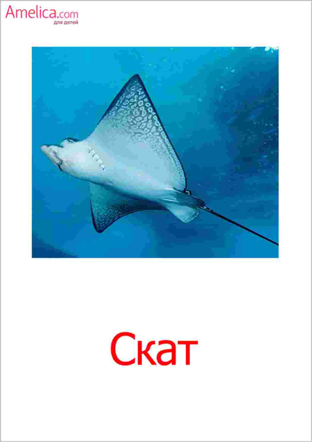 Раскраска картки морські мешканці