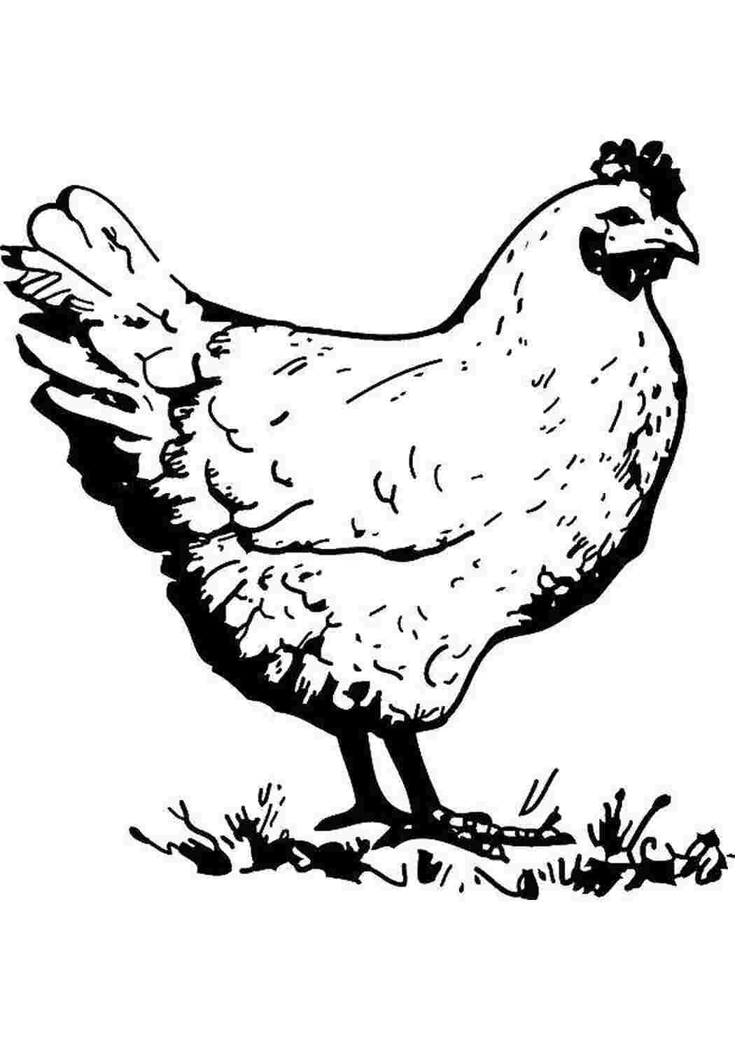 Раскраска 