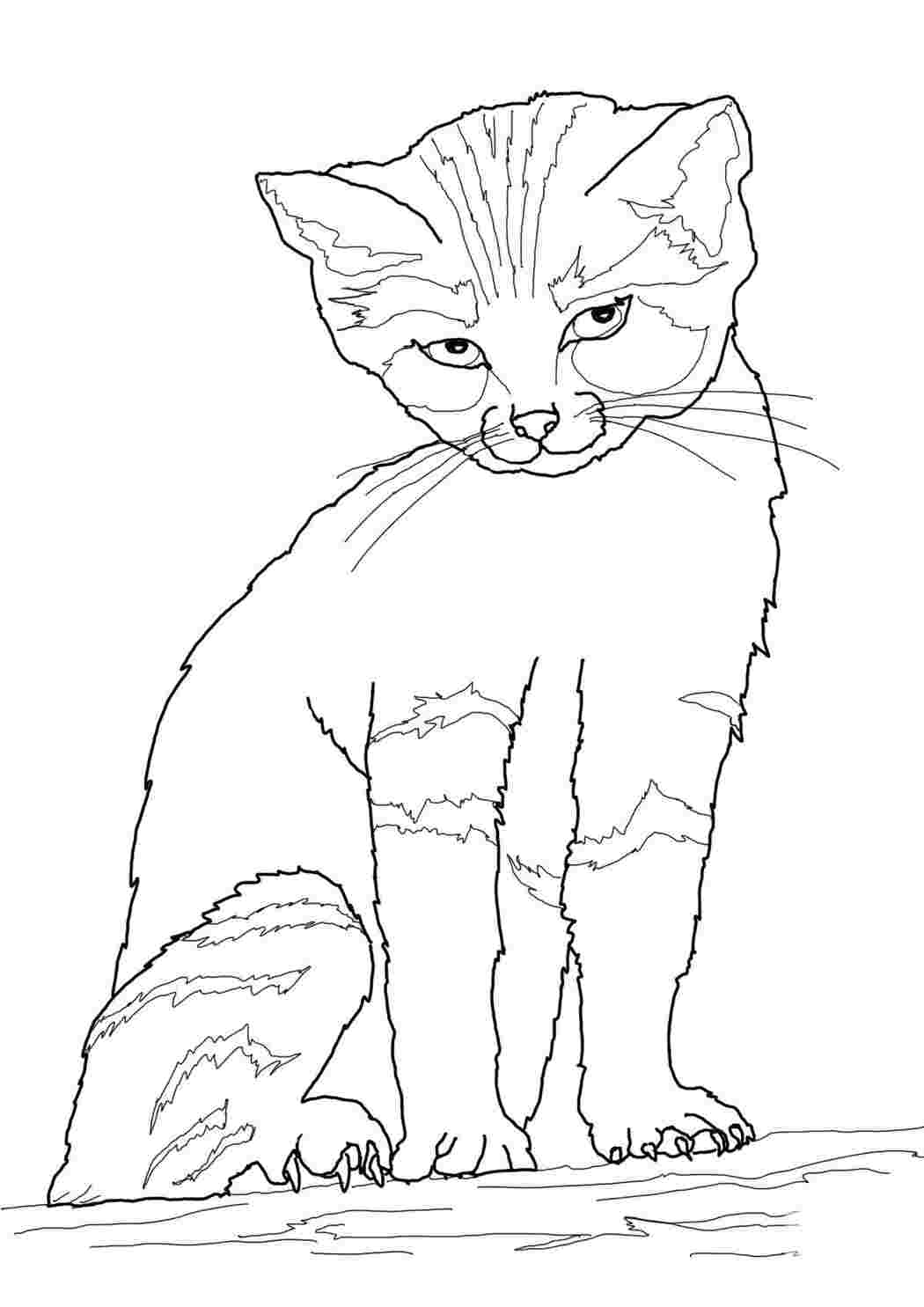 Раскраска Хитрий котик