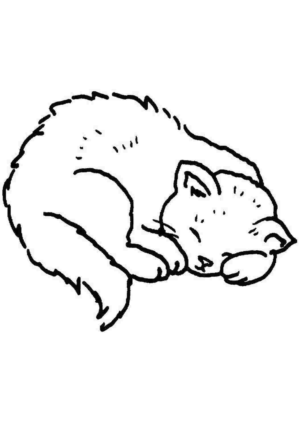 Раскраска Сплячий котенок