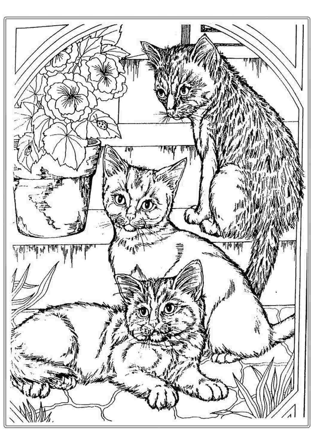 Раскраска Кошенята на сходах