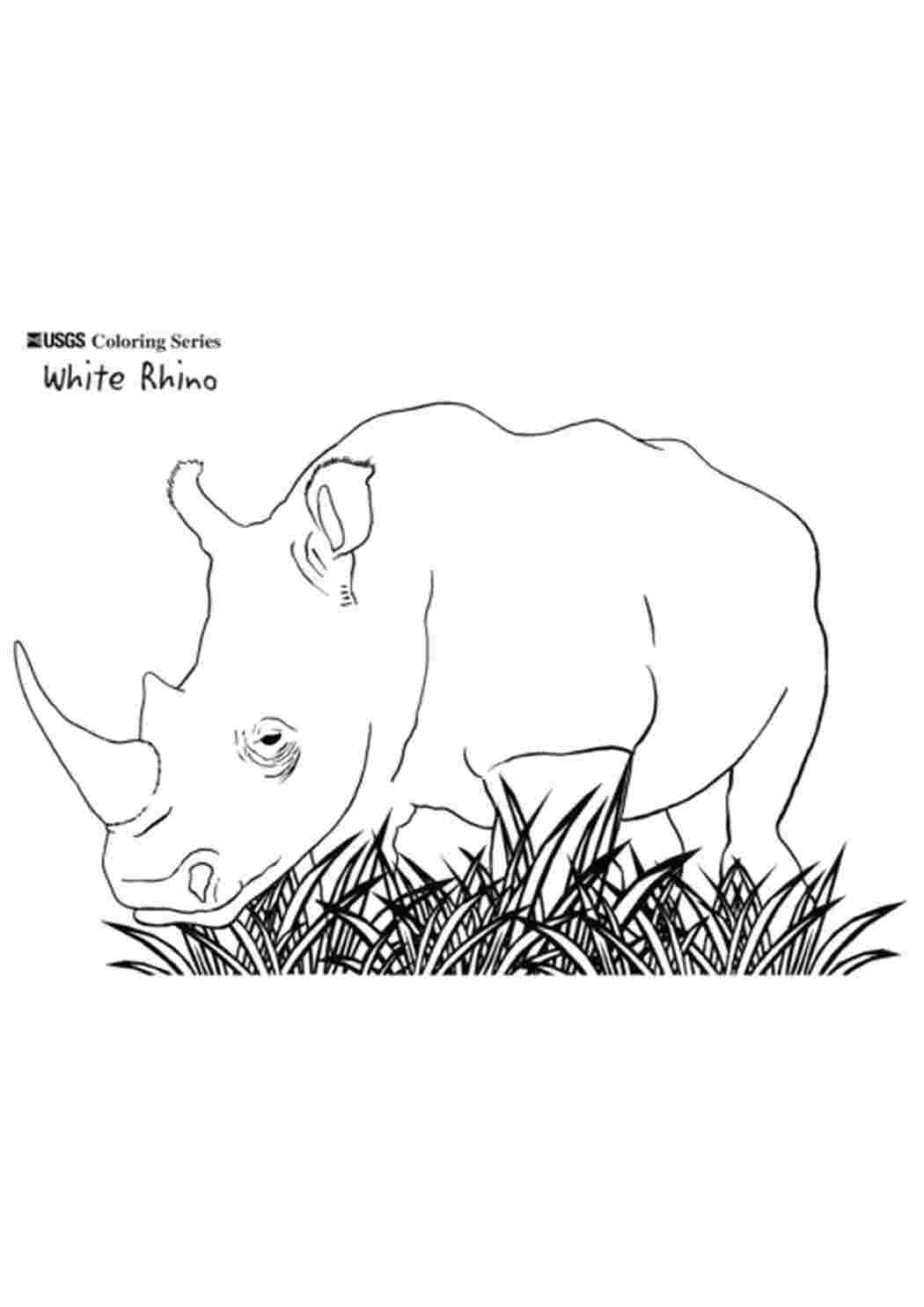Раскраска Африканські тварини Носоріг