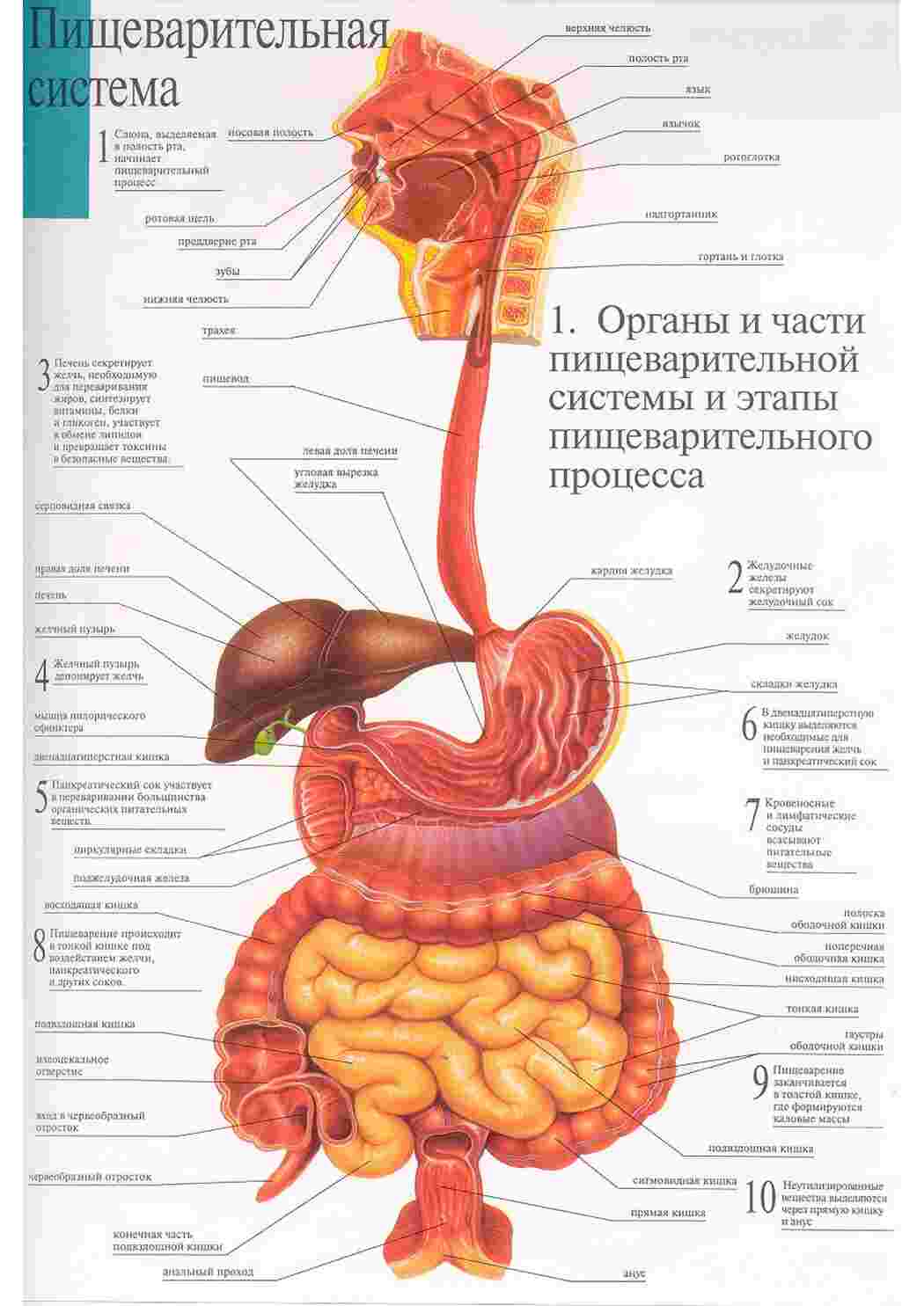 Раскраска анатомія людини підручник органи
