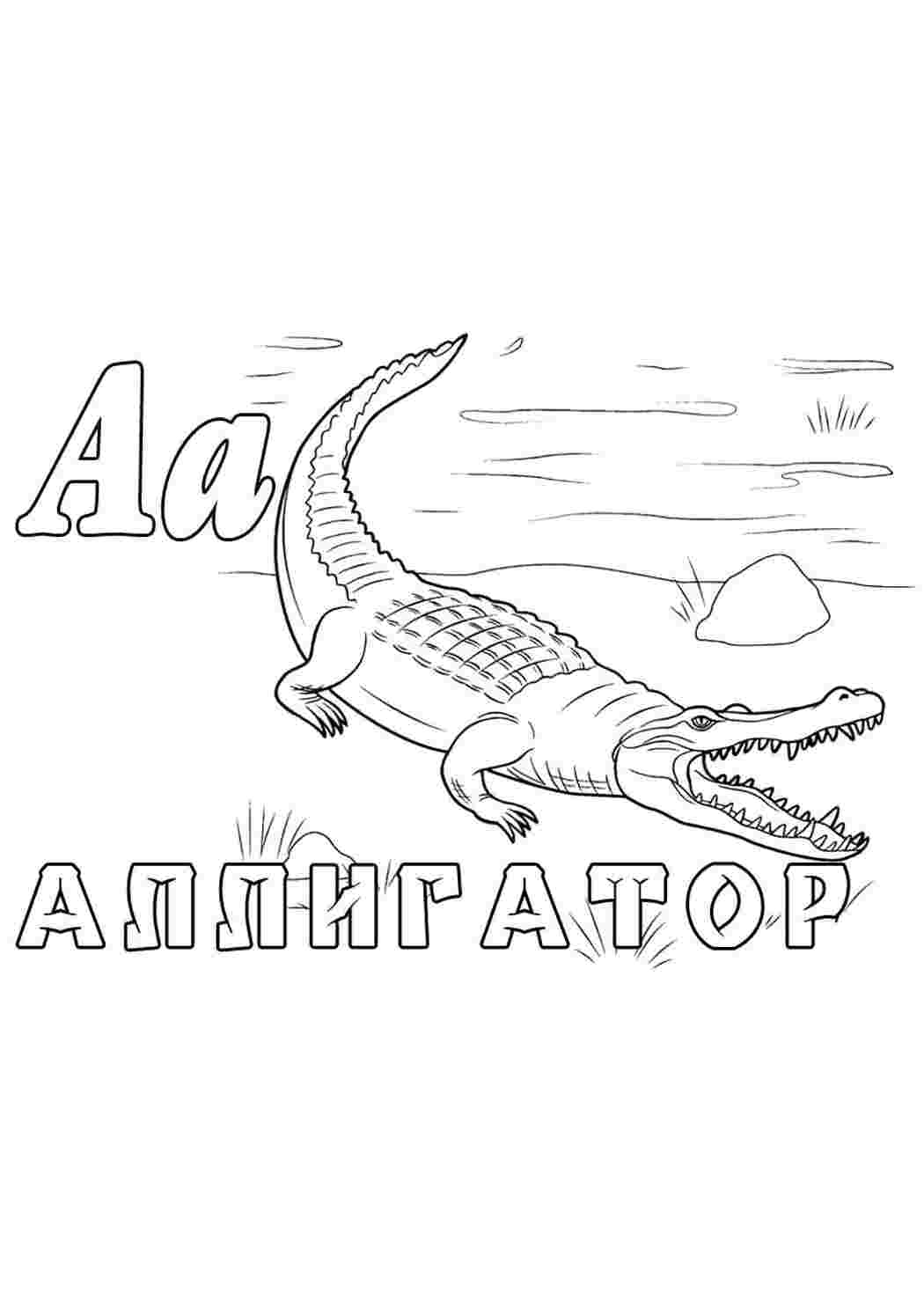 Раскраска Розфарбування Зоопарк Буква А Алігатор