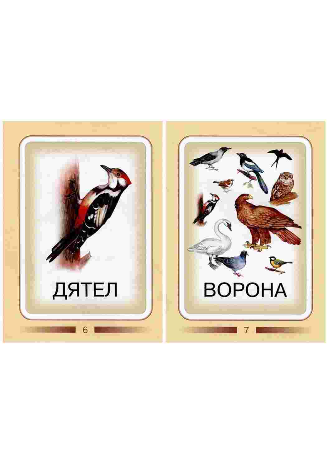Раскраска Картки для вивчення птахів з дітьми