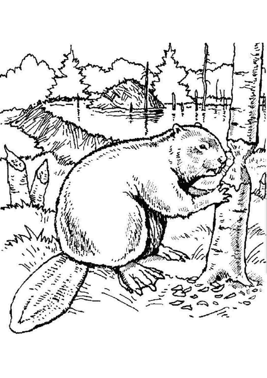Раскраска Тварина бобер Бобри можуть будувати греблі та гризти дерева