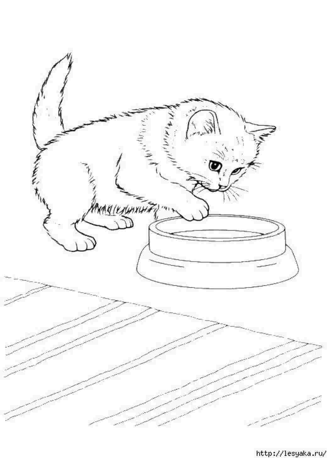 Раскраска Миска і котеня