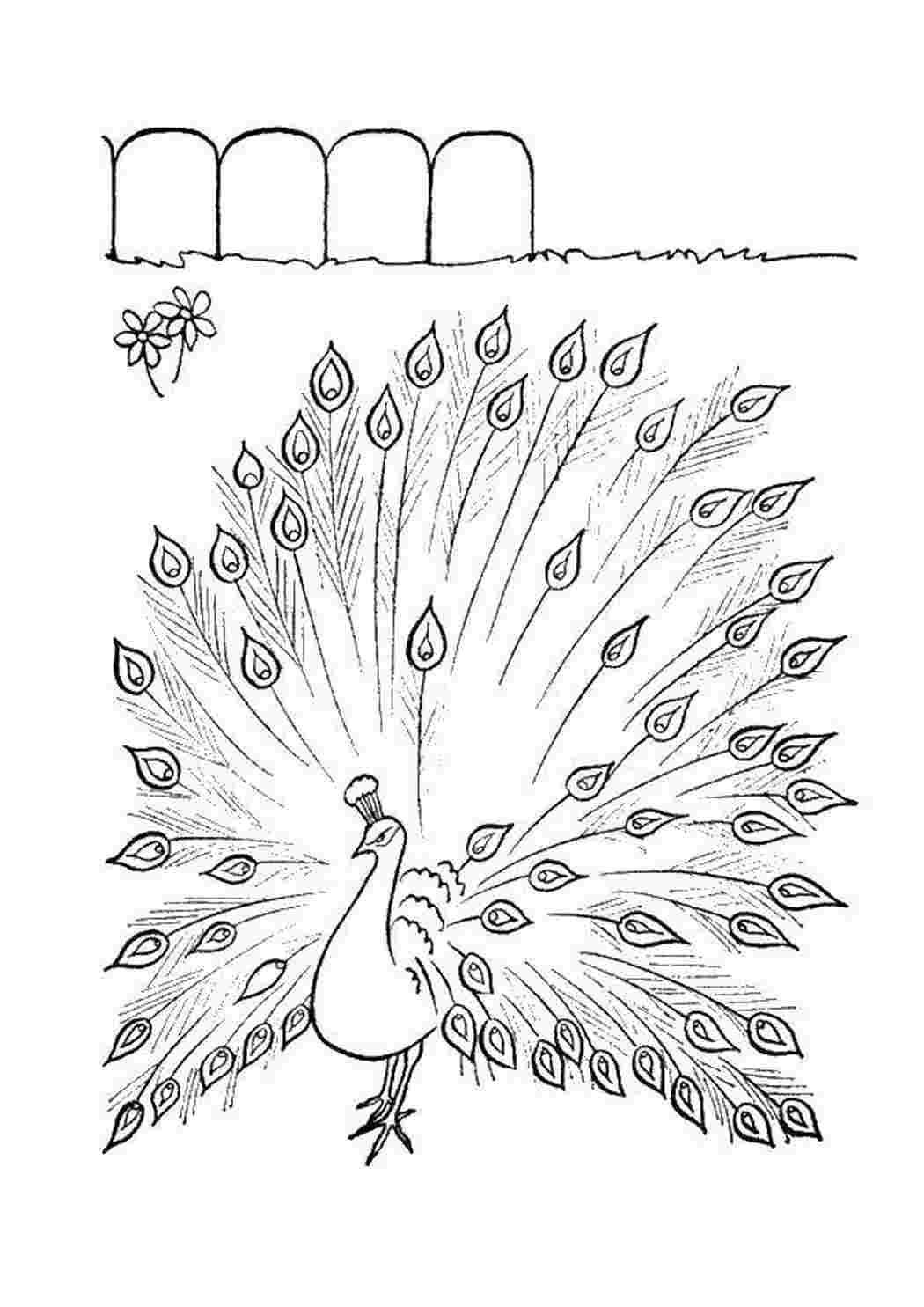 Раскраска Павлин