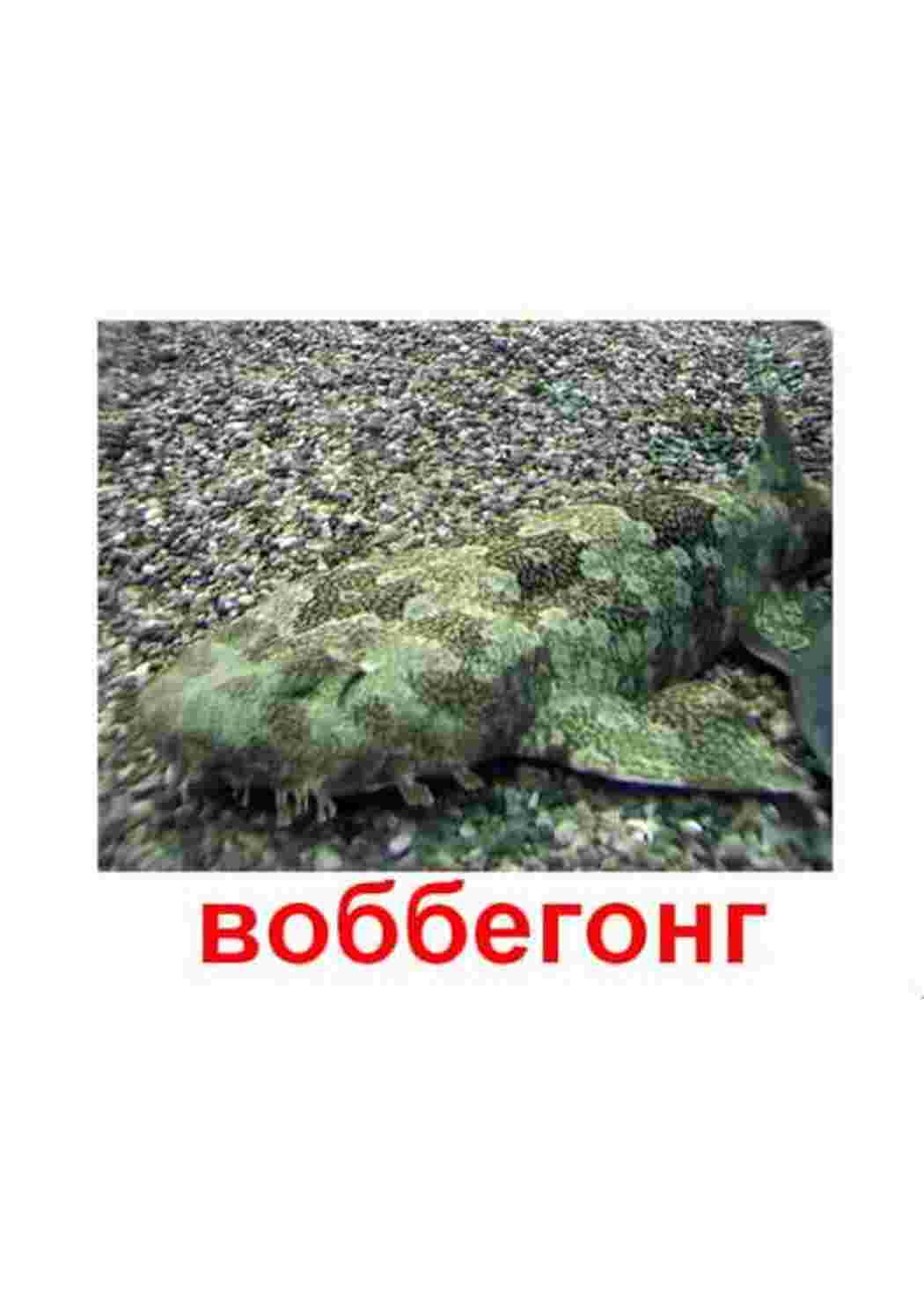 Раскраска картки з рибами
