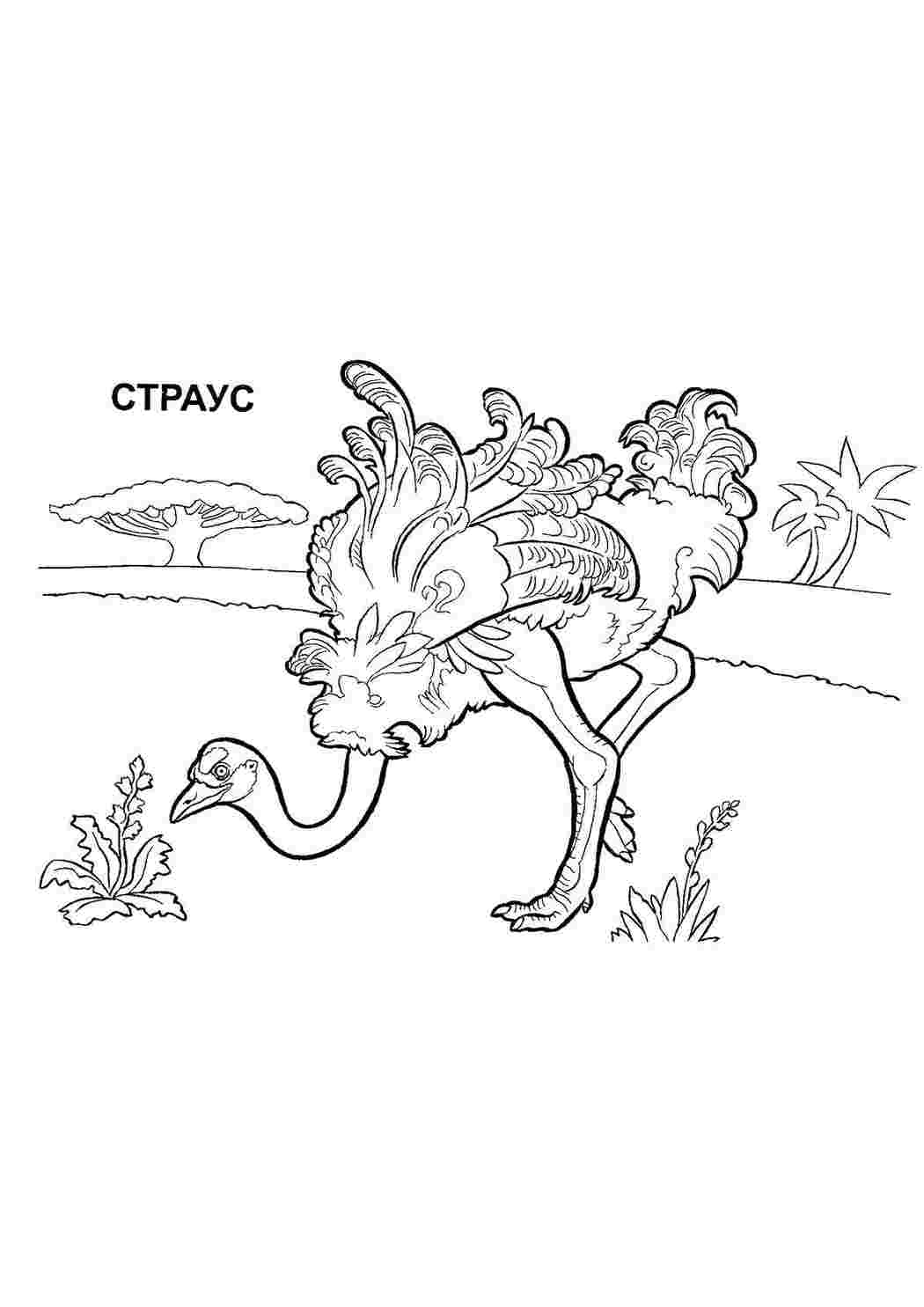 Раскраска Страус і пальма