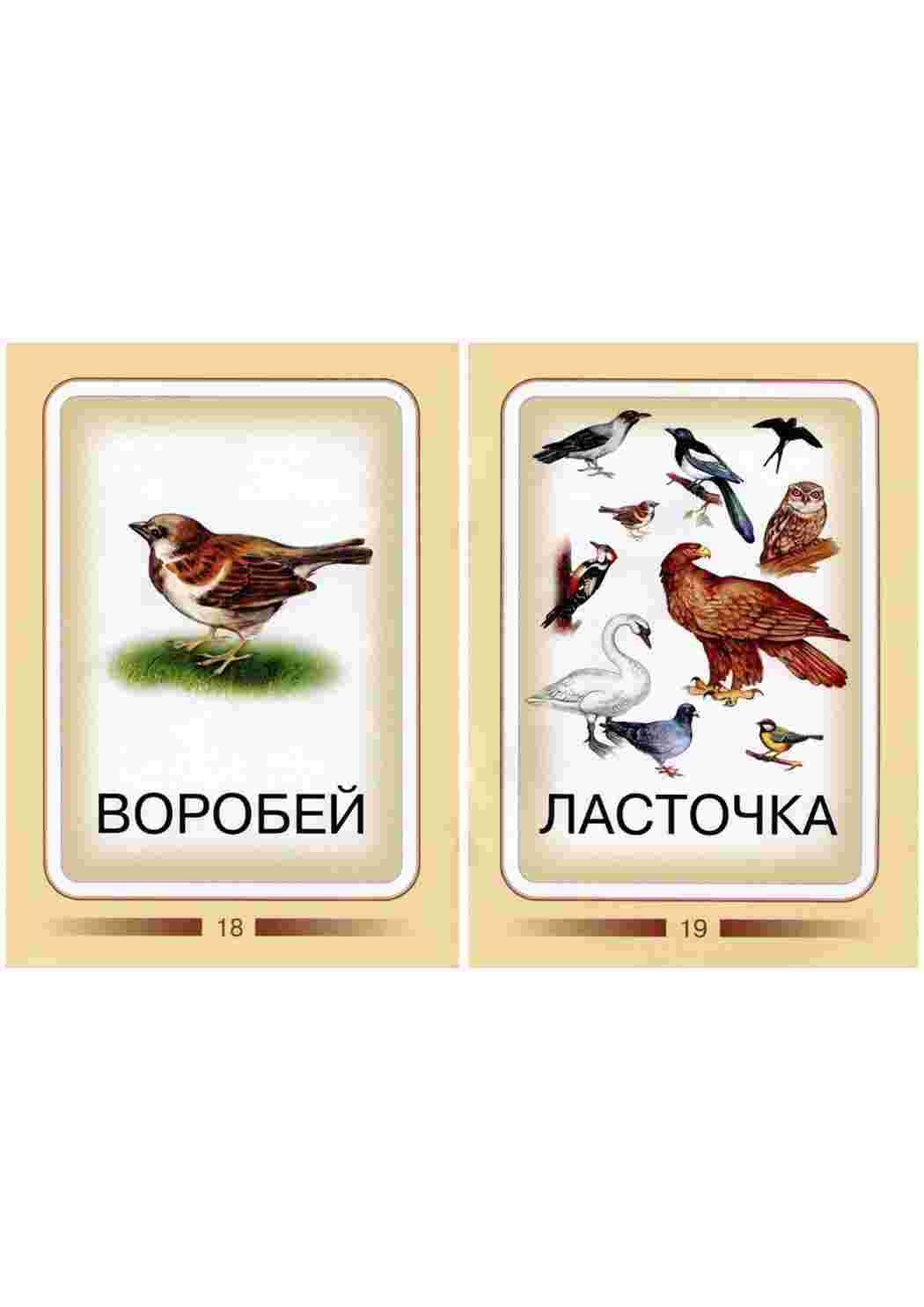 Раскраска Картки для вивчення птахів з дітьми