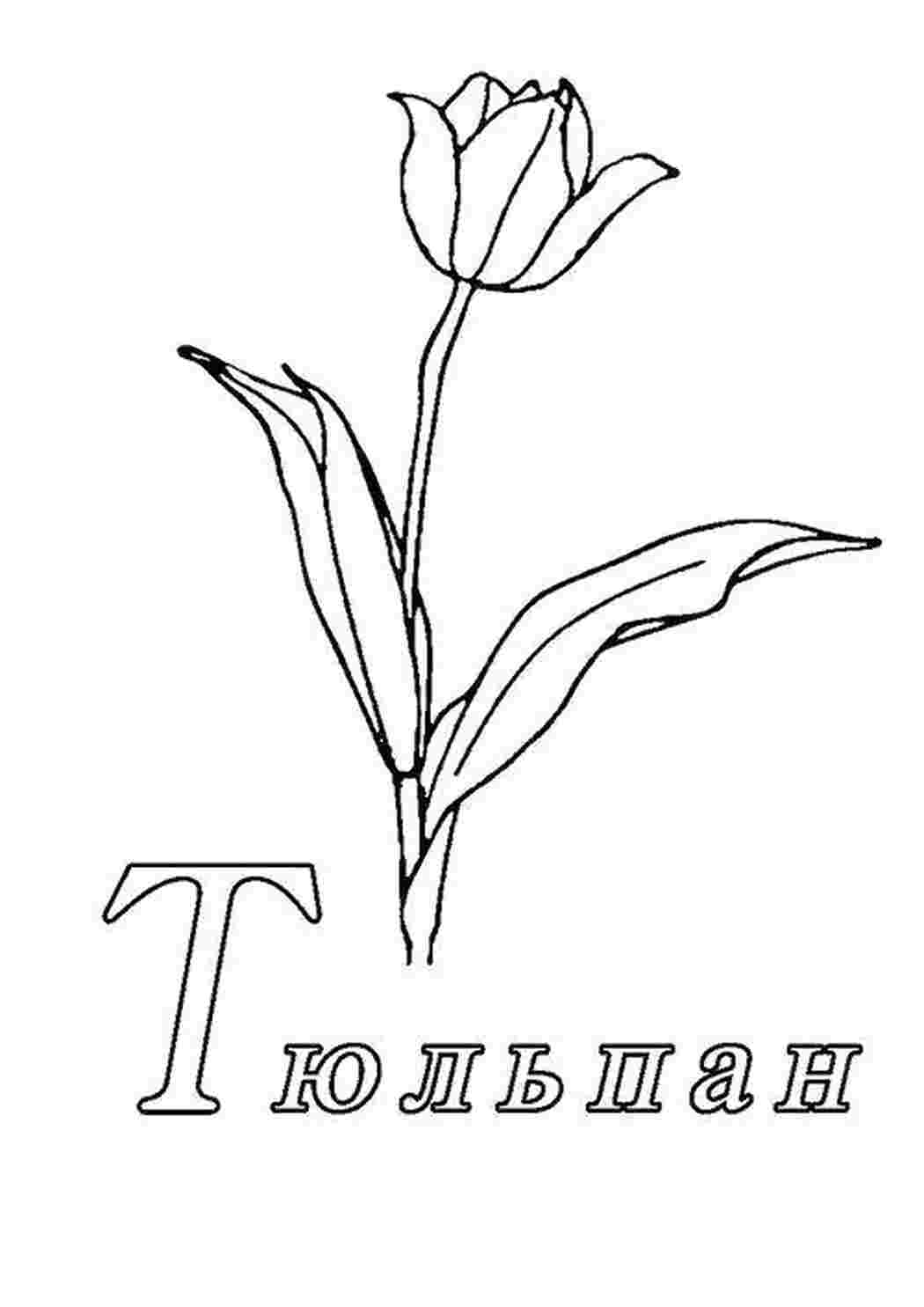 Раскраска Розмальовка Тюльпан з підписом