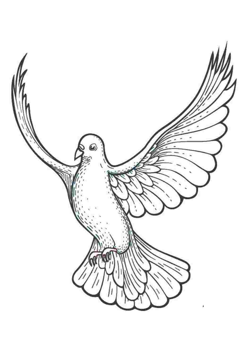 Раскраска Гарний голубь