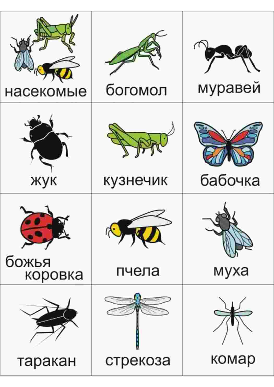 Раскраска картка комахи стрибок коровка гусениця