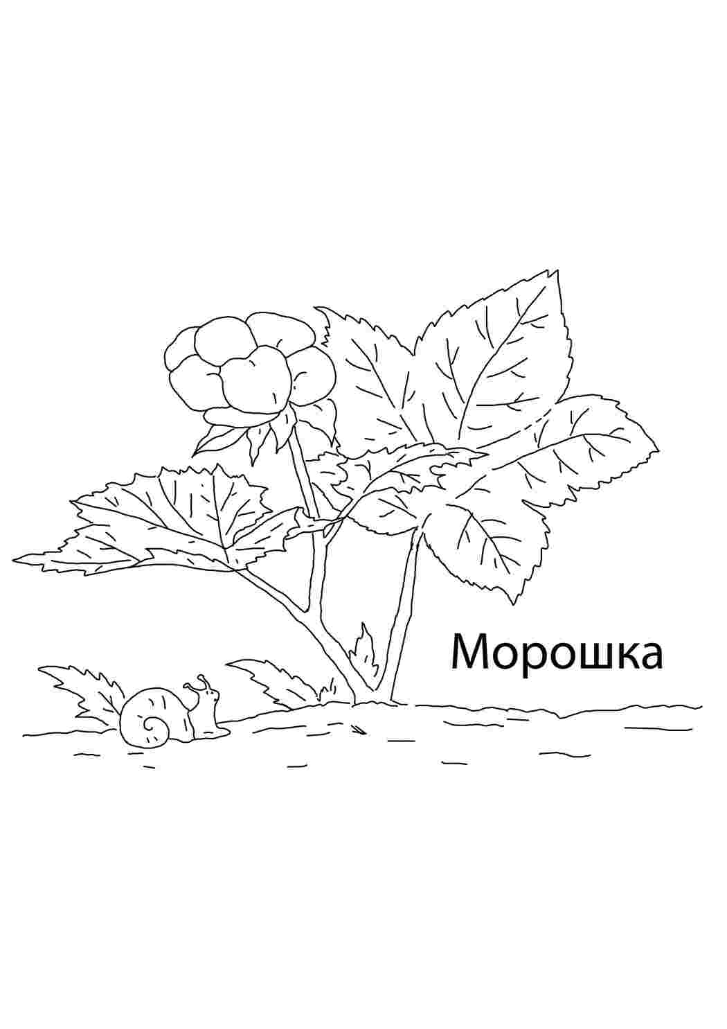 Раскраска Морошка