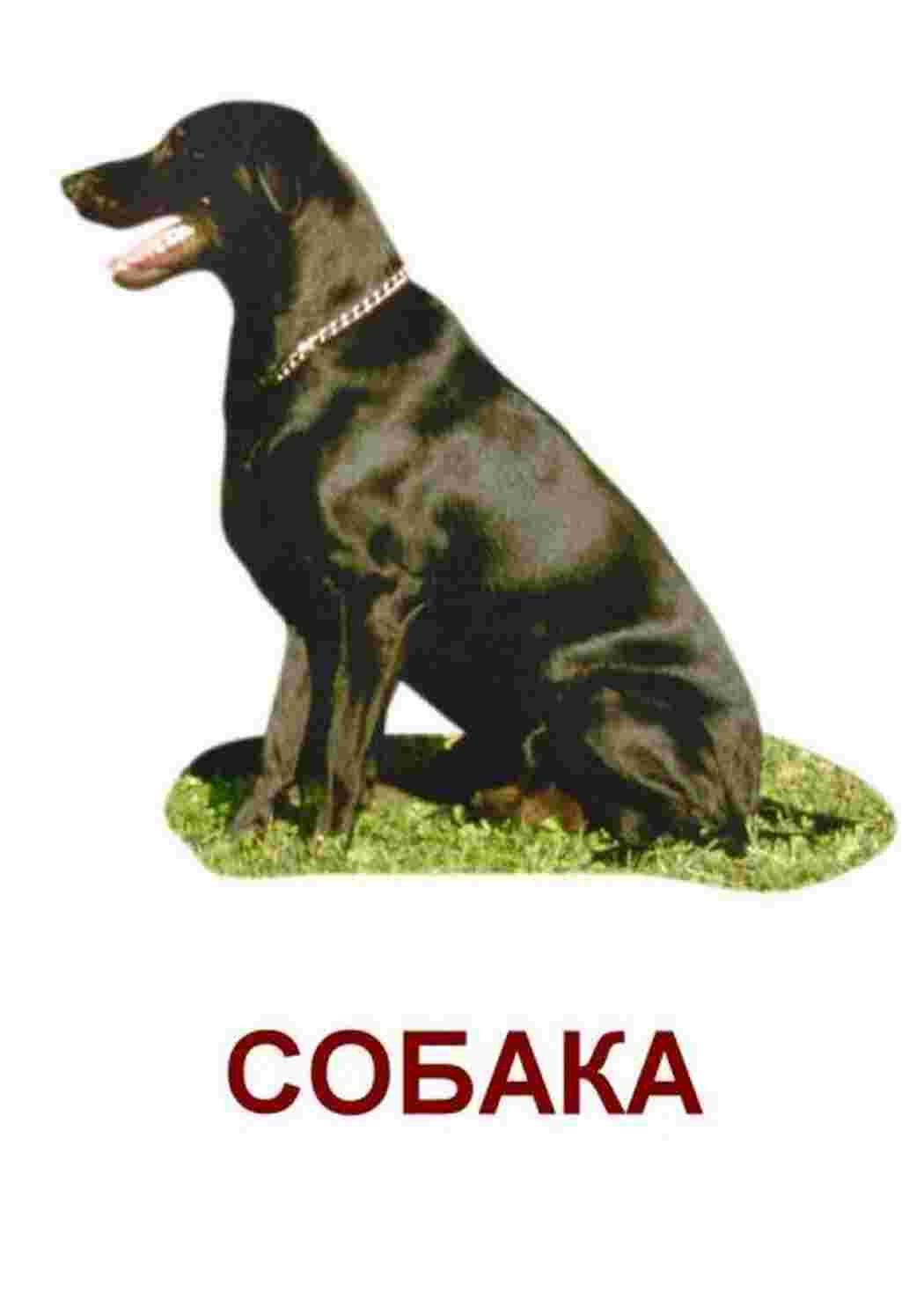 Раскраска картки з домашніми тваринами