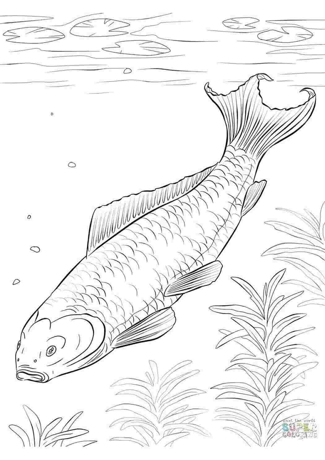 Раскраска Короп під водою