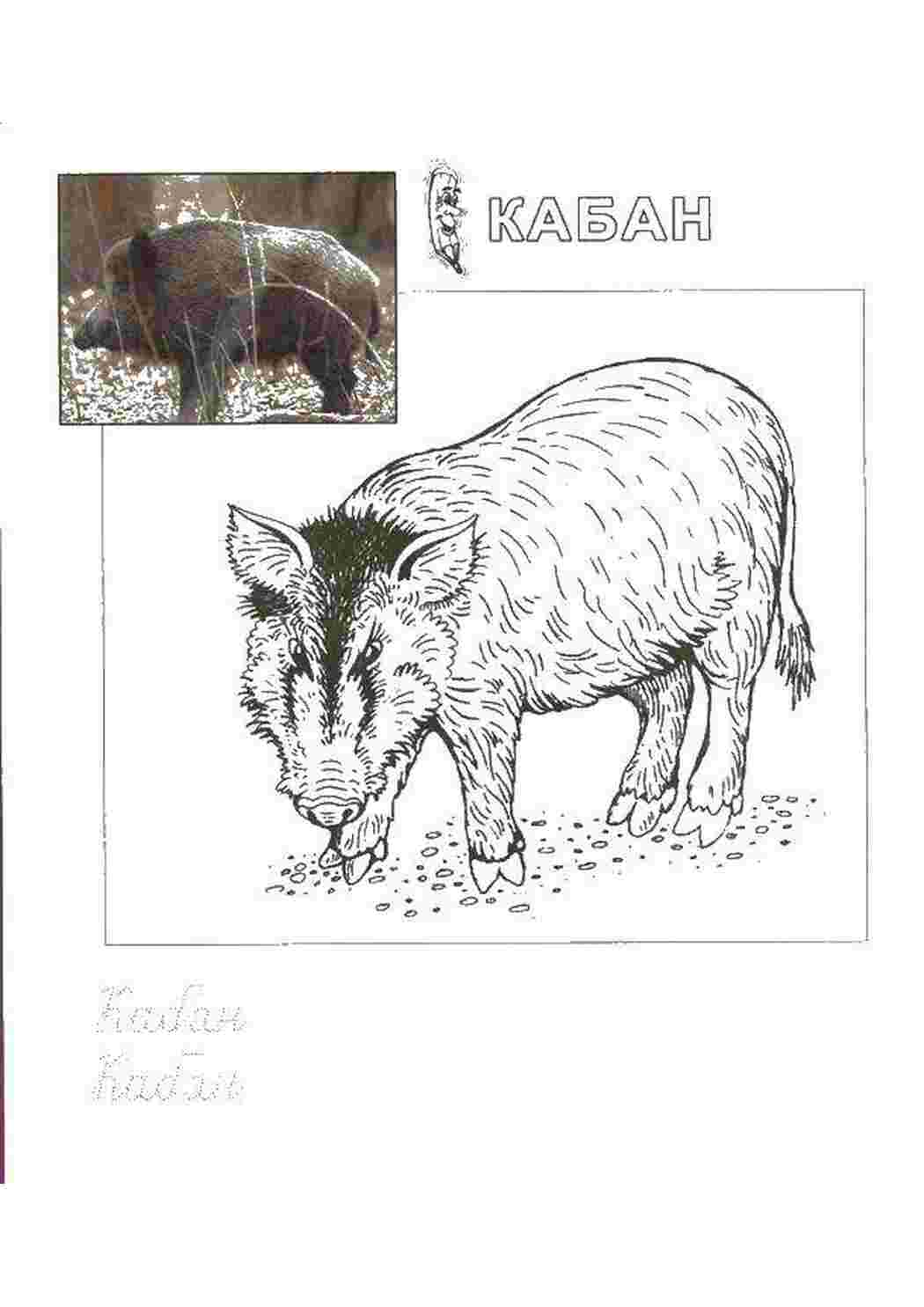 Раскраска кабан