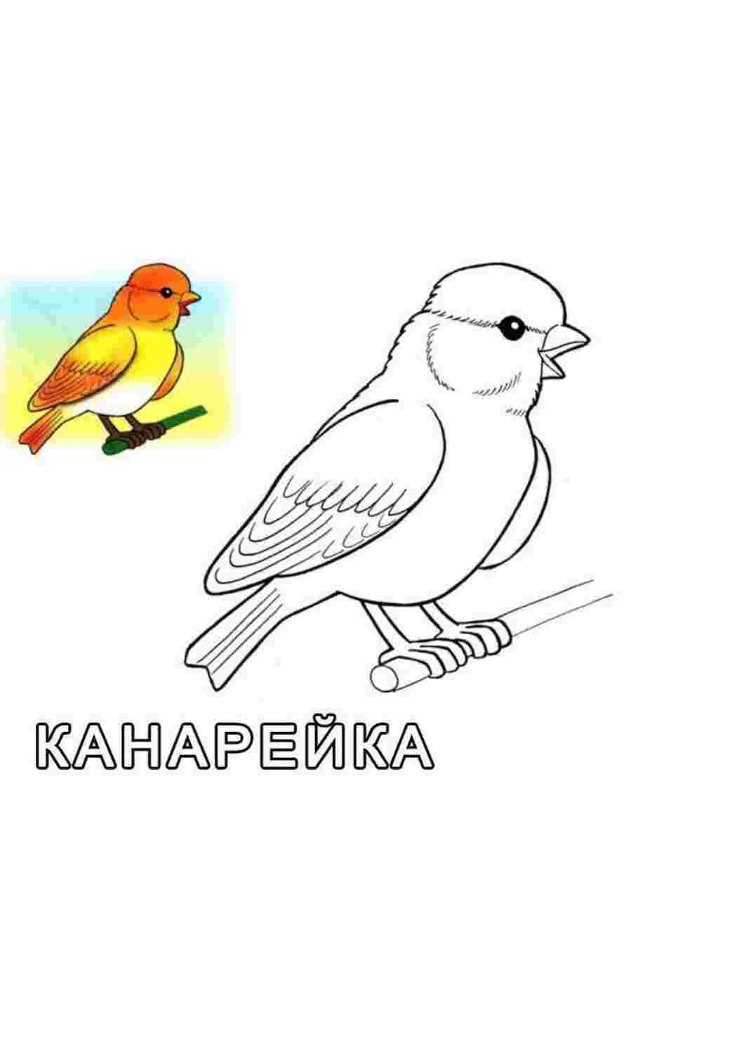 Раскраска Гарна жовта канарка