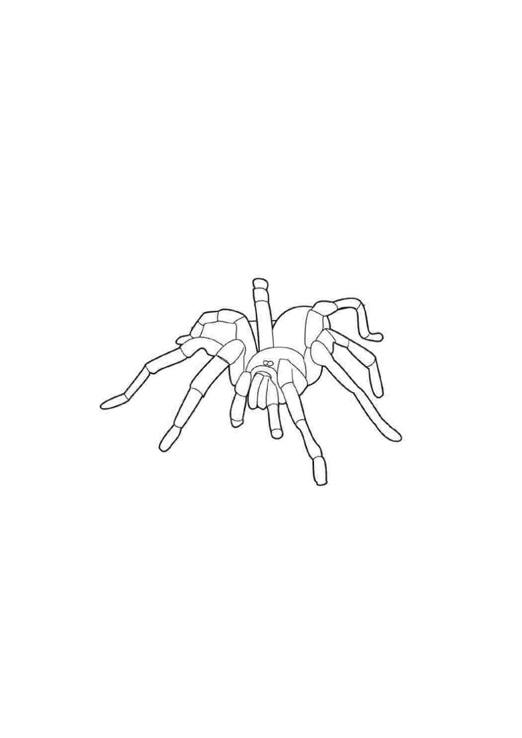 Раскраска Павук