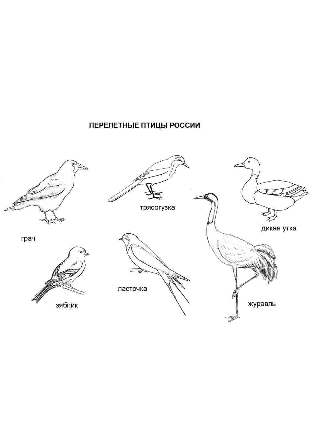 Раскраска Розмальовка перелітні птахи Росії