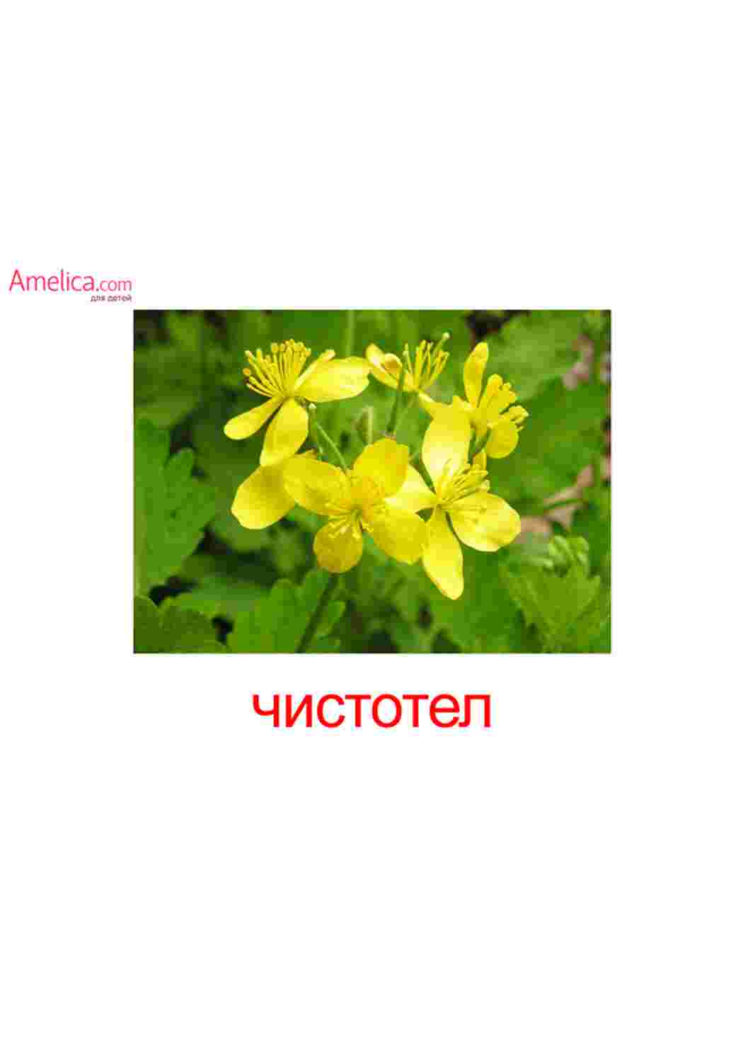 Раскраска зображення квіти троянди ромашки