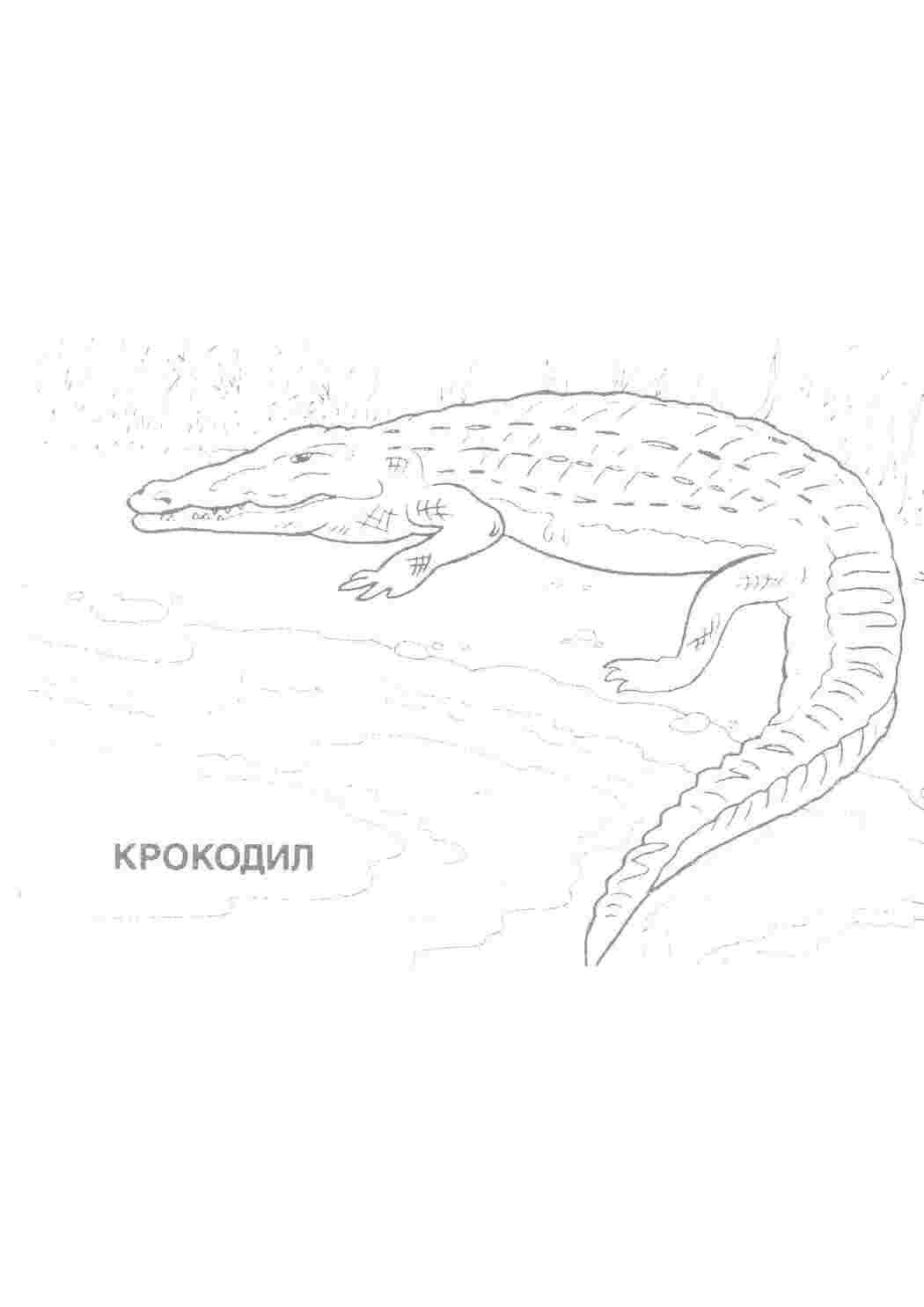 Раскраска Крокодил
