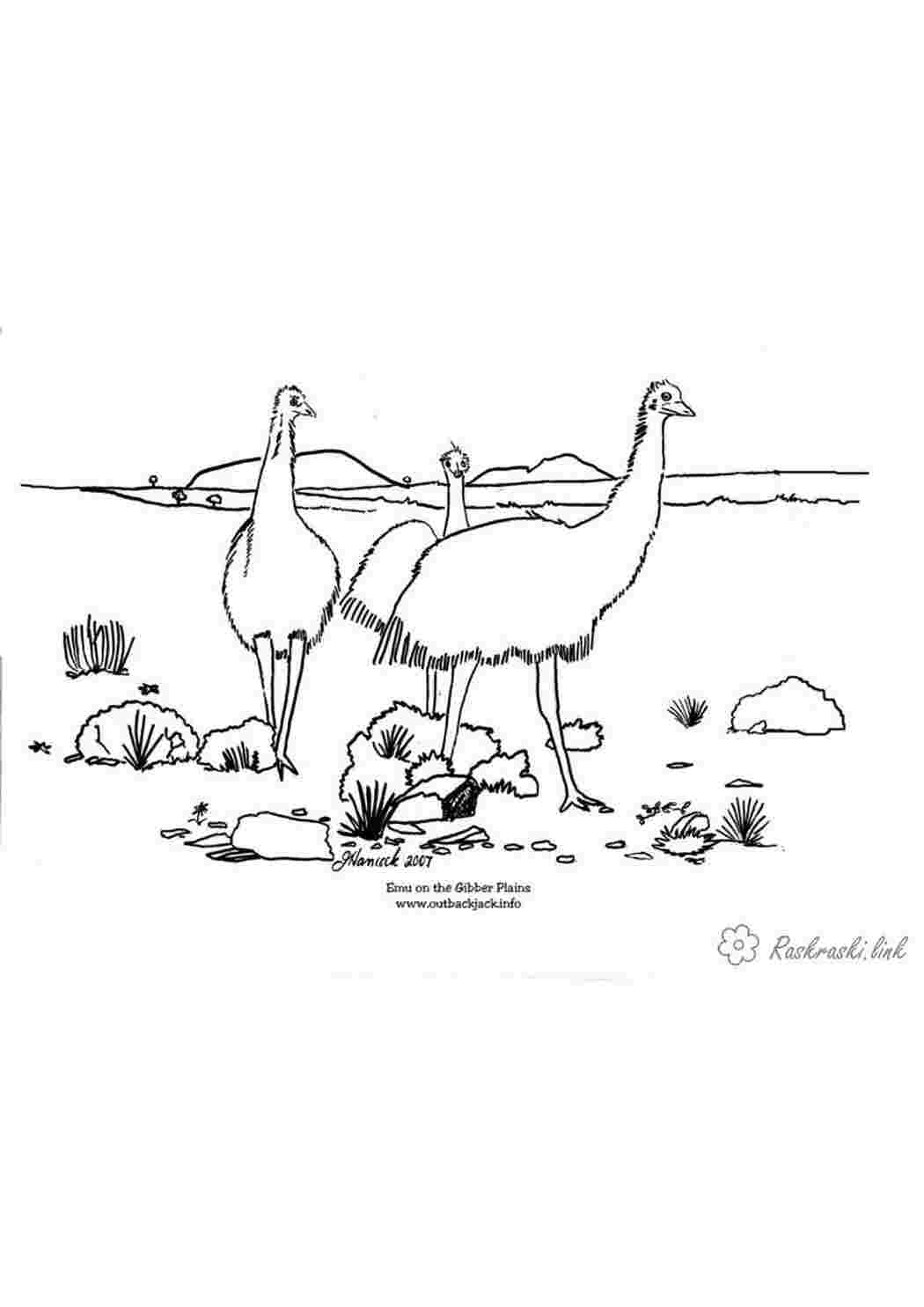 Раскраска розмальовки для дітей тварини страус Австралія