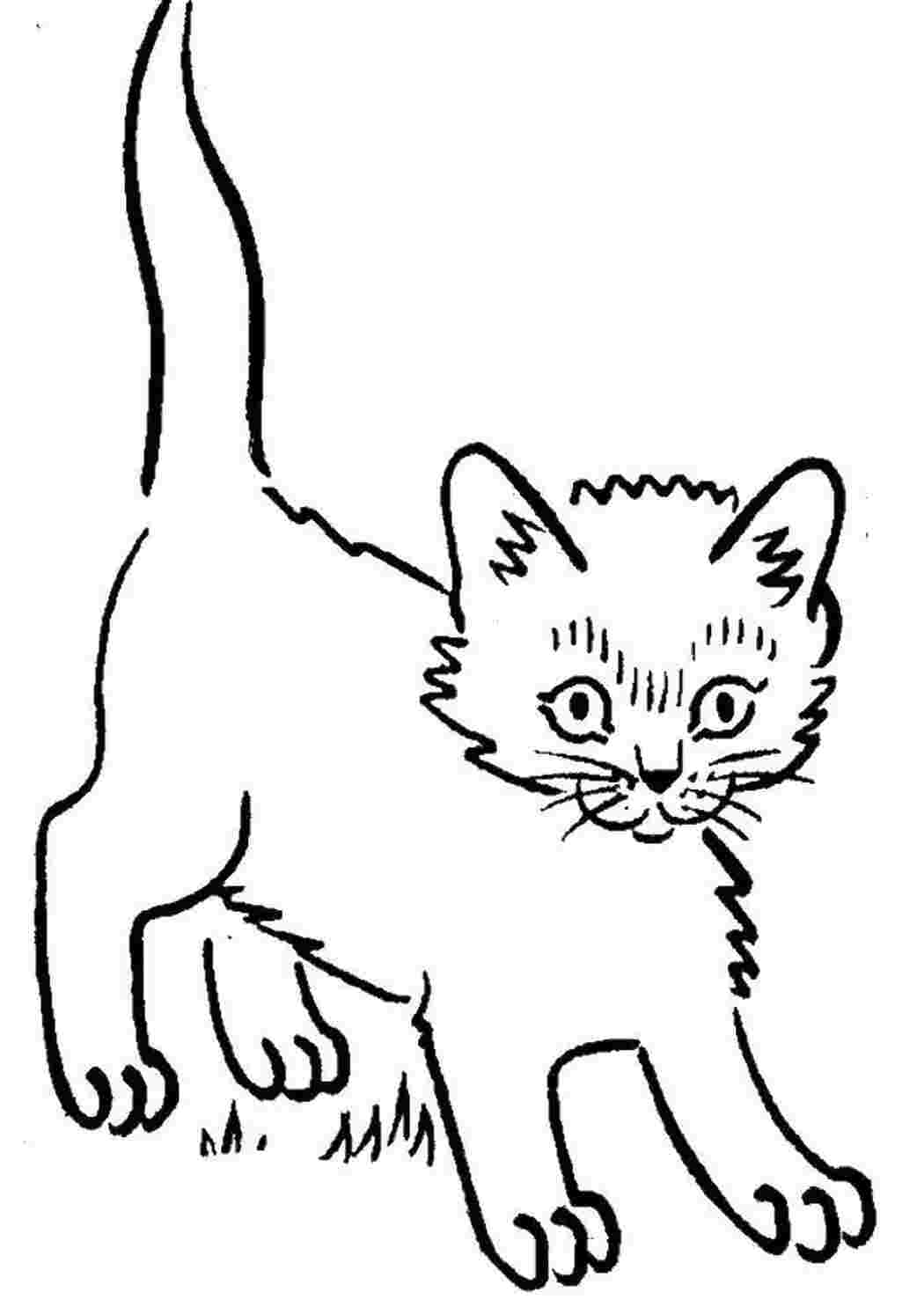 Раскраска Переляканий котик