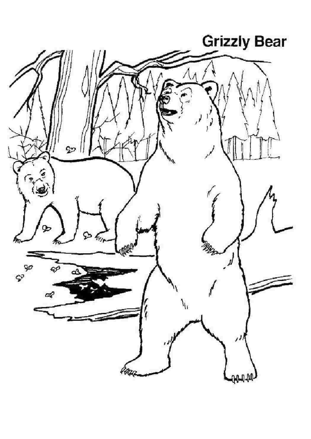 Раскраска Гризли