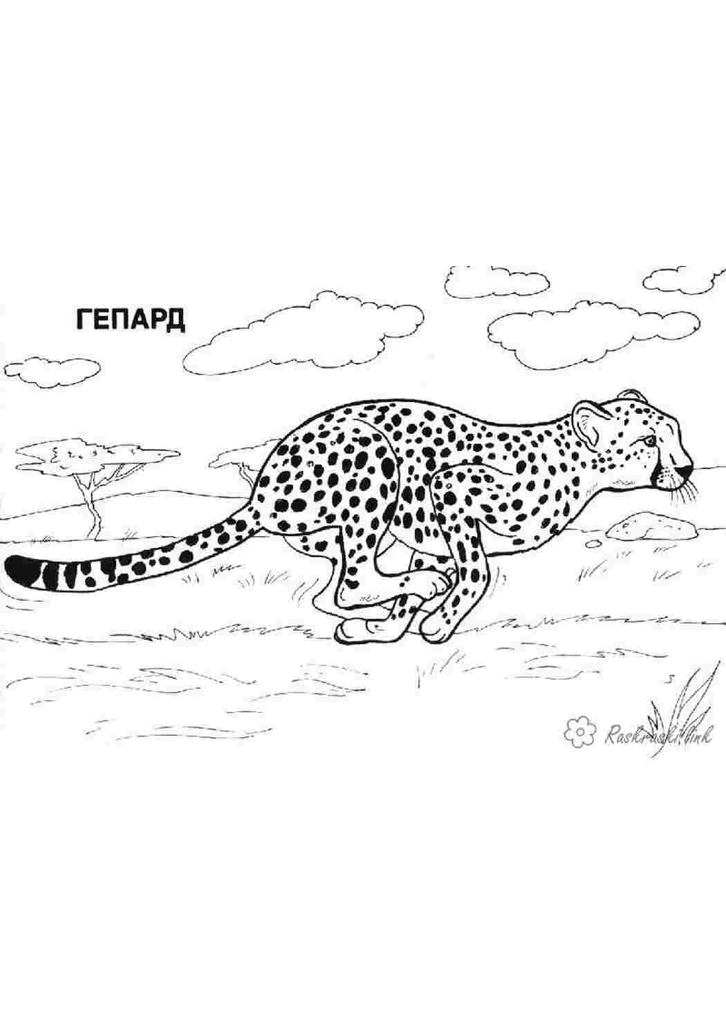 Раскраска розмальовки для дітей тварини Африка гепард