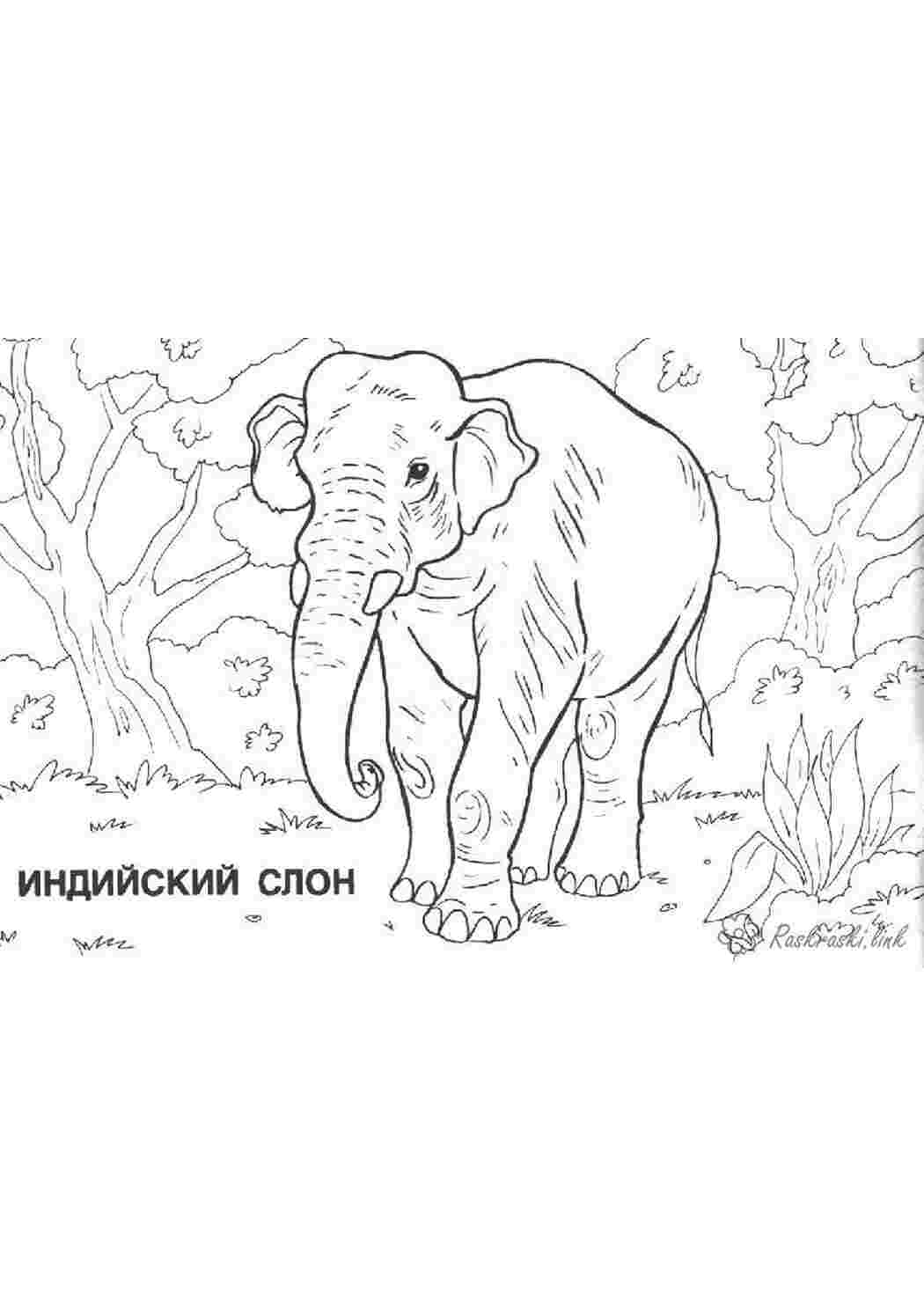 Раскраска розмальовки для дітей подорожі Азія тварини розмальовки тварини слон Індія
