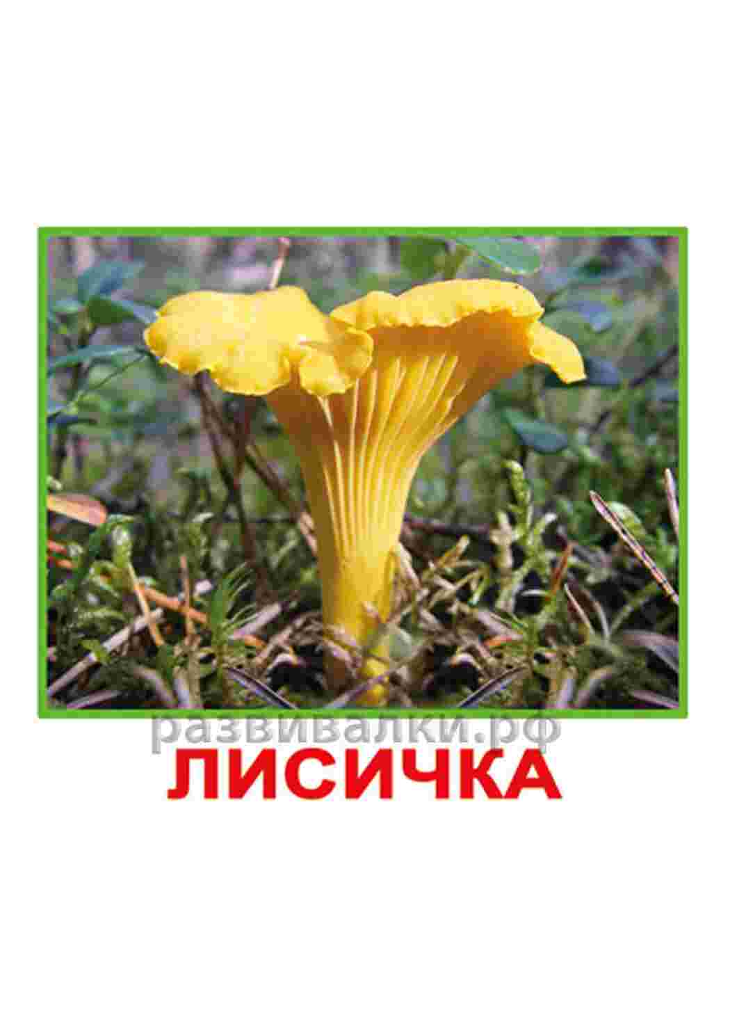Раскраска картки гриби шампіньйони довідники різних грибів