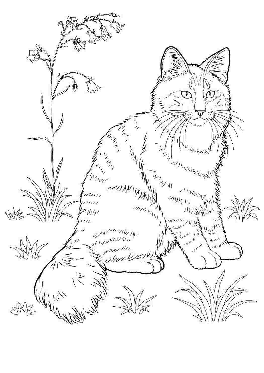 Раскраска Котик