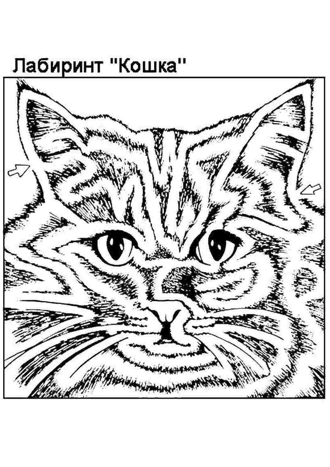 Раскраска Кішка лабіринт