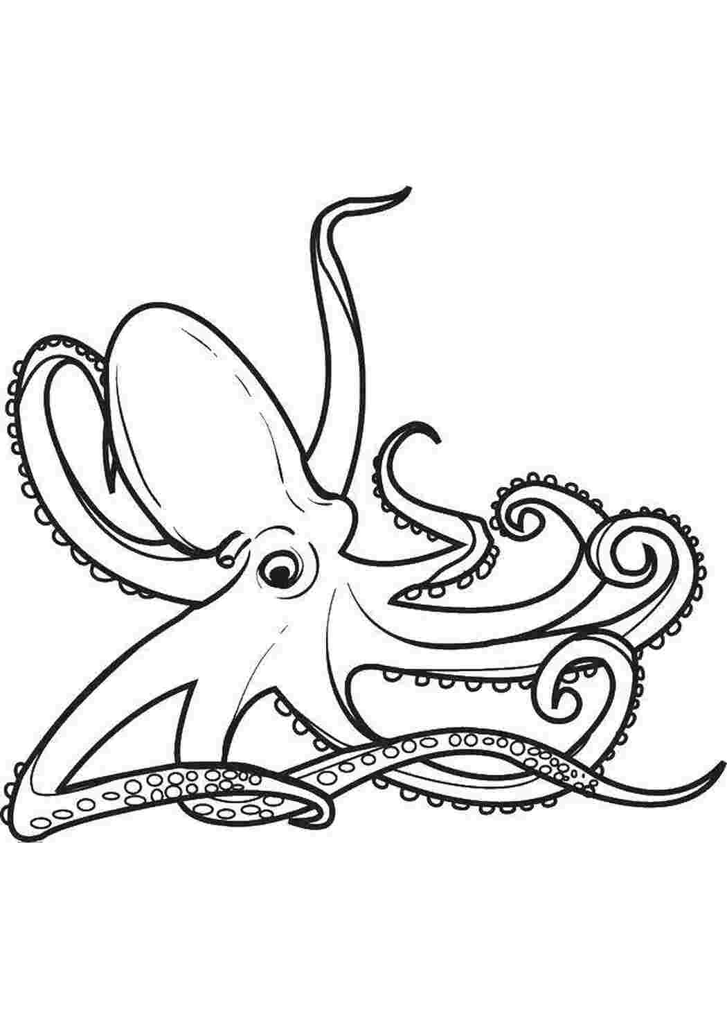 Раскраска Великий восьминог