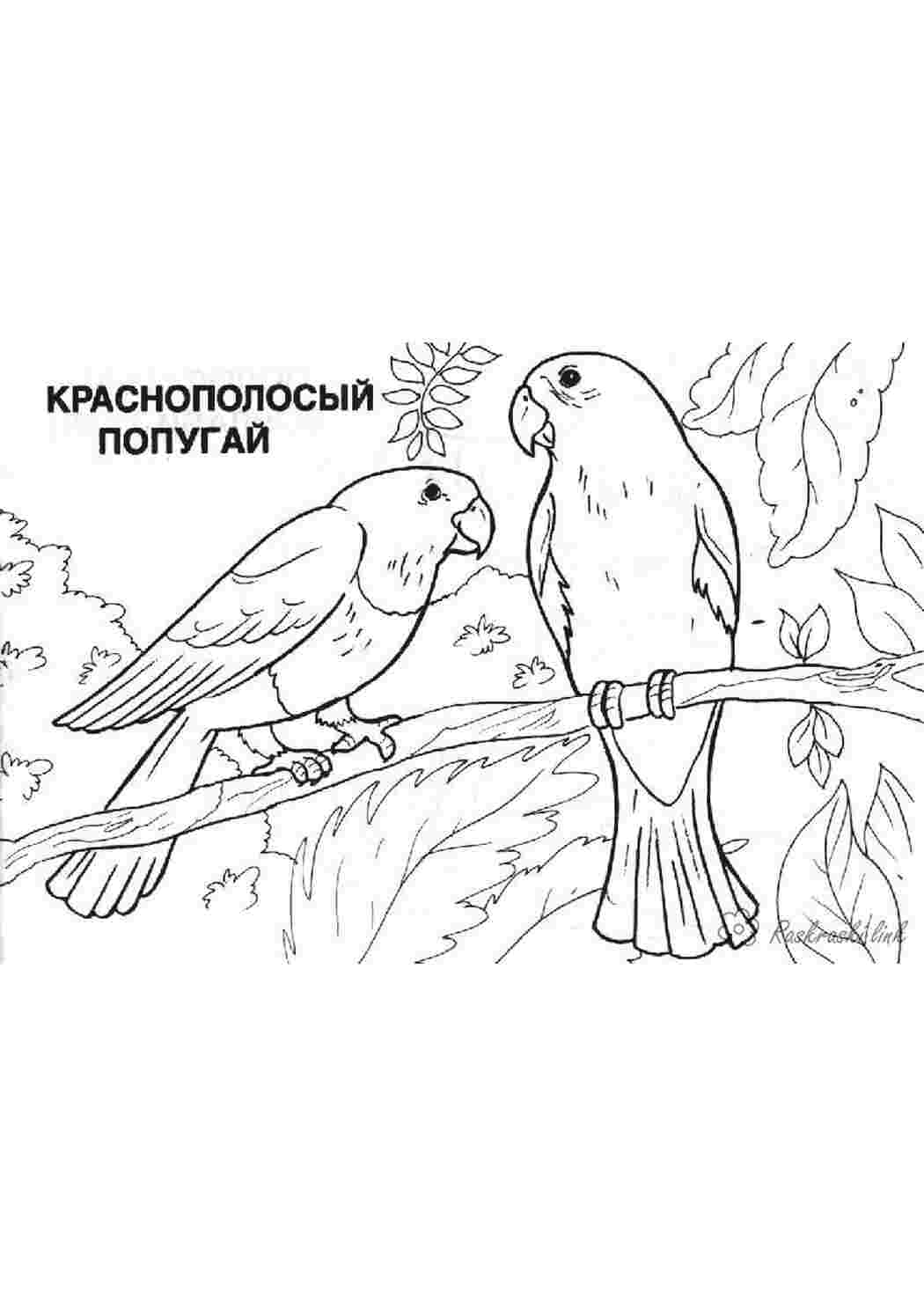 Раскраска подорожі Австралія папуга розмальовка