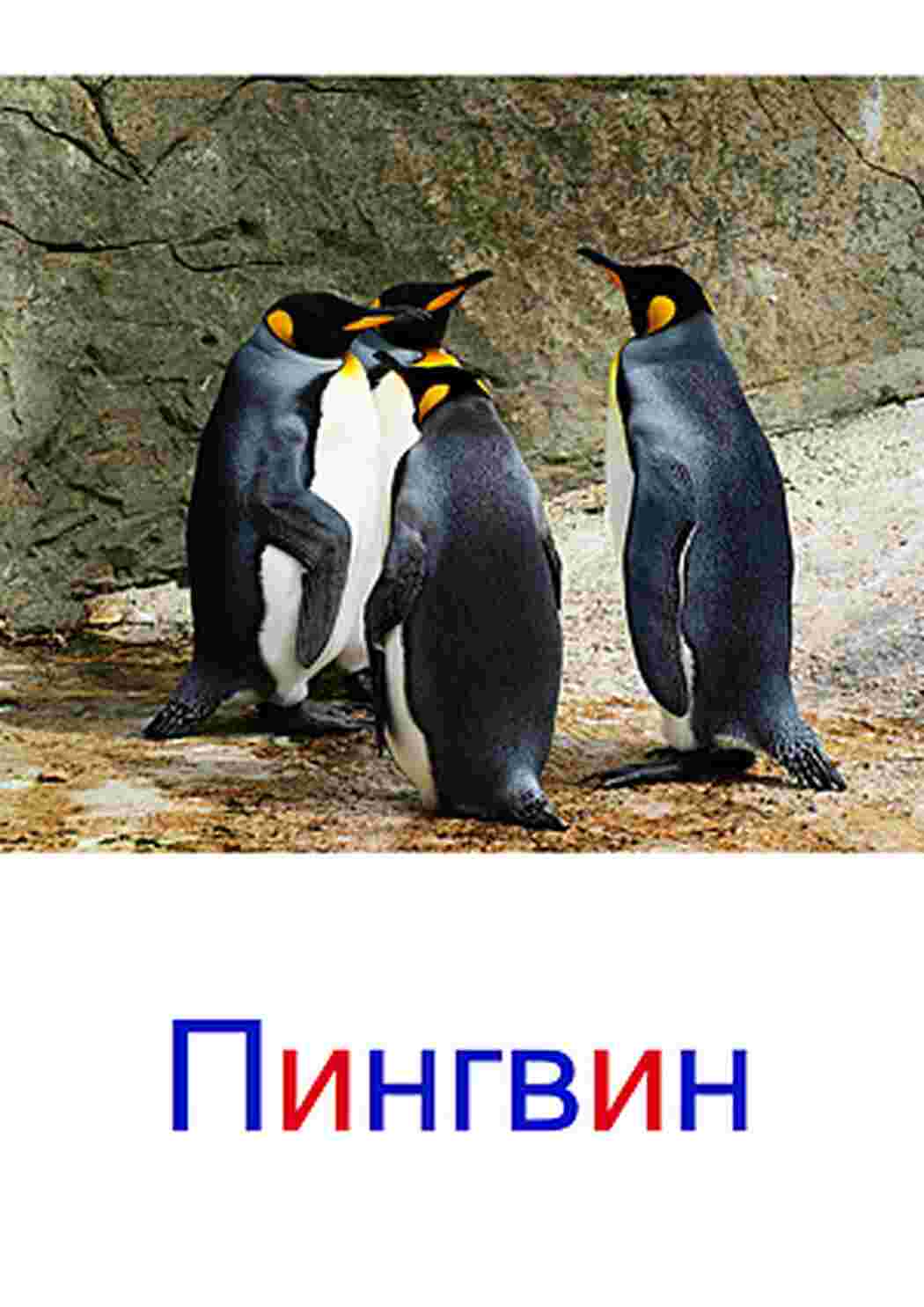 Раскраска картки морські мешканці